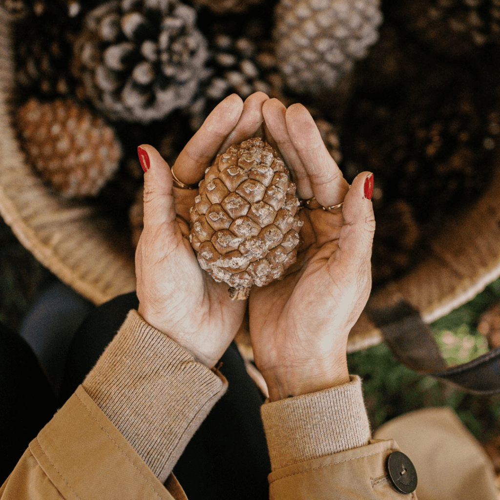 Large Pine Cones