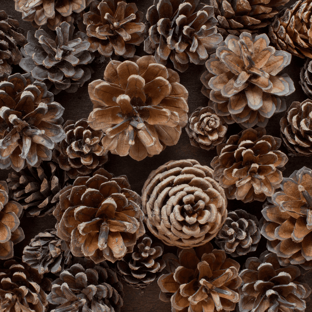 Large Pine Cones - Image 2