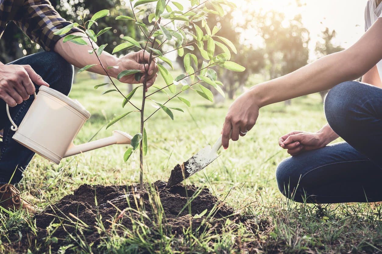 Plant a tree