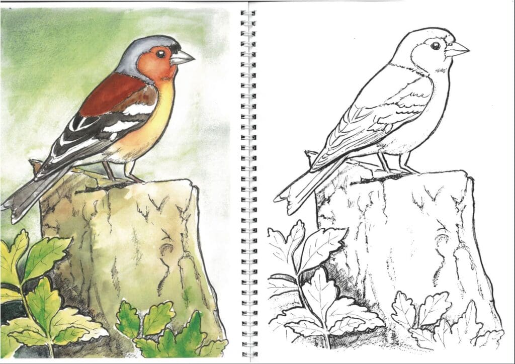 Garden Birds Colouring Books - Image 3